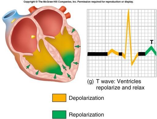 an ECG * QRS complex reflects depolarization of ventricles * T