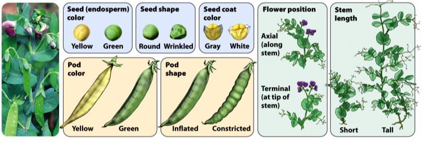 segregation and independent assortment The Pea Plant Pisium sativum - Easy cultivate Complete generation single growing season - Produce many offspring Enabled calculation meaningful mathematical