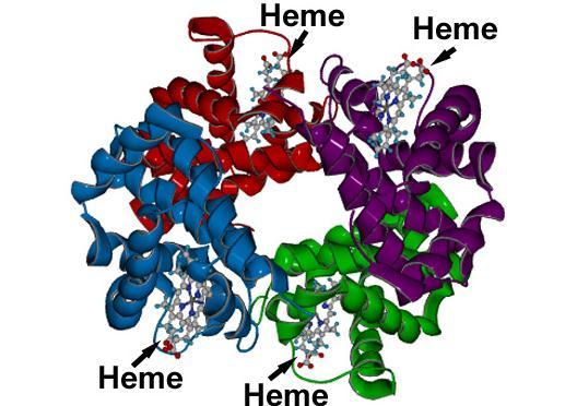 - Each subunit associated with one heme = oxygen binding molecule 4 binding sites for oxygen Hemoglobin Structure is the Product of Two Genes - α-globin gene codes for α-globin protein (chromosome