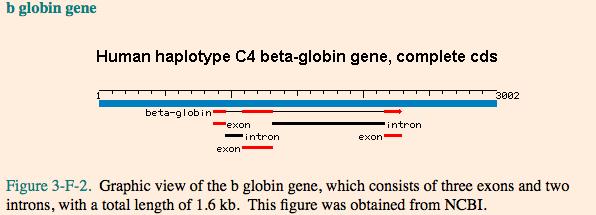 pair substitution in the β-globin gene sequence - Also known as a single nucleotide polymorphism or SNP - β A : the normal or wildtype allele - HbA protein - Β S : the mutant allele with one