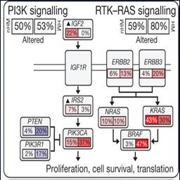 Overlapping mutations Mutually exclusive EGF signaling ERBB2/RAS/RAF/RAF/MAPK Constitutive activation by KRAS mutations codons 12,13 40% BRAF mutations codons 600 10 15% MSI H Prognostic biomarkers