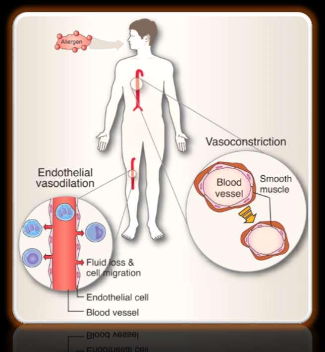 Anaphylaxis and Shock Contraction of vasculature