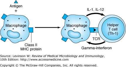 The recruited macrophages can form giant cells.