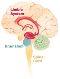 THE LIMBIC SYSTEM The amygdala - hyper paranoid Innate emotions and fears Urges and motivations Benefits of the