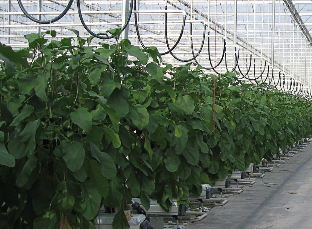 Fertigation and Foliar Application In modern agriculture great improvements can be made in terms of productivity and environmental protection by efficient use of water and nutrients.