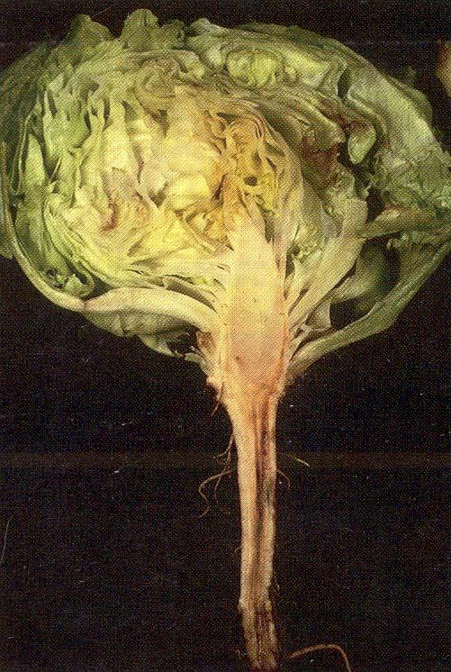 Symptoms of Fusarium wilt on lettuce Seedling stage Death of some plants Red streak through the cortex of the crown and upper