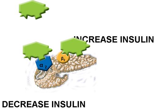 Acting in the pancreas, epinephrine stimulates insulin production if it binds to β 2 receptors and decreases insulin production if the receptor used is an α 2 (Fig. 16-25) Figure 16-25.