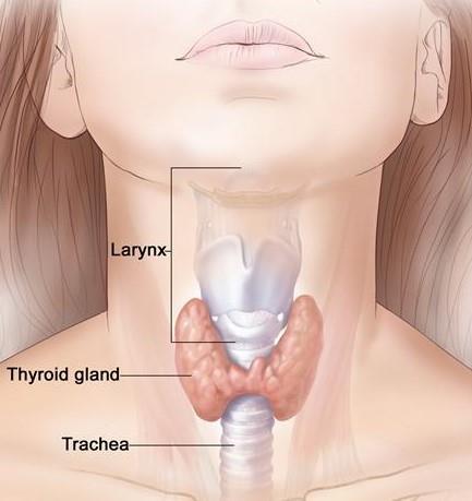 Congenital hypothyroidism and your child Contributed by Sirisha Kusuma. B Consultant Pediatric Endocrinologist Rainbow Children s hospital What is Thyroid?