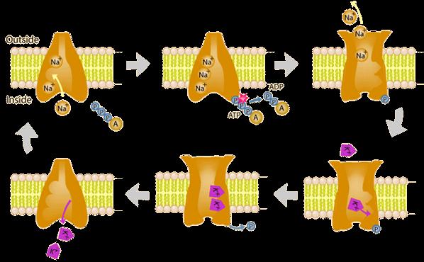 Cell transport: Primary active transport Moves particles against the concentration