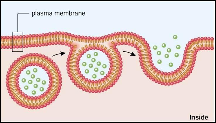 Cell transport: Endocytosis & exocytosis Membrane-assisted transport occurs when the membrane folds and pinches itself to create a vesicle around particles; Used for larger