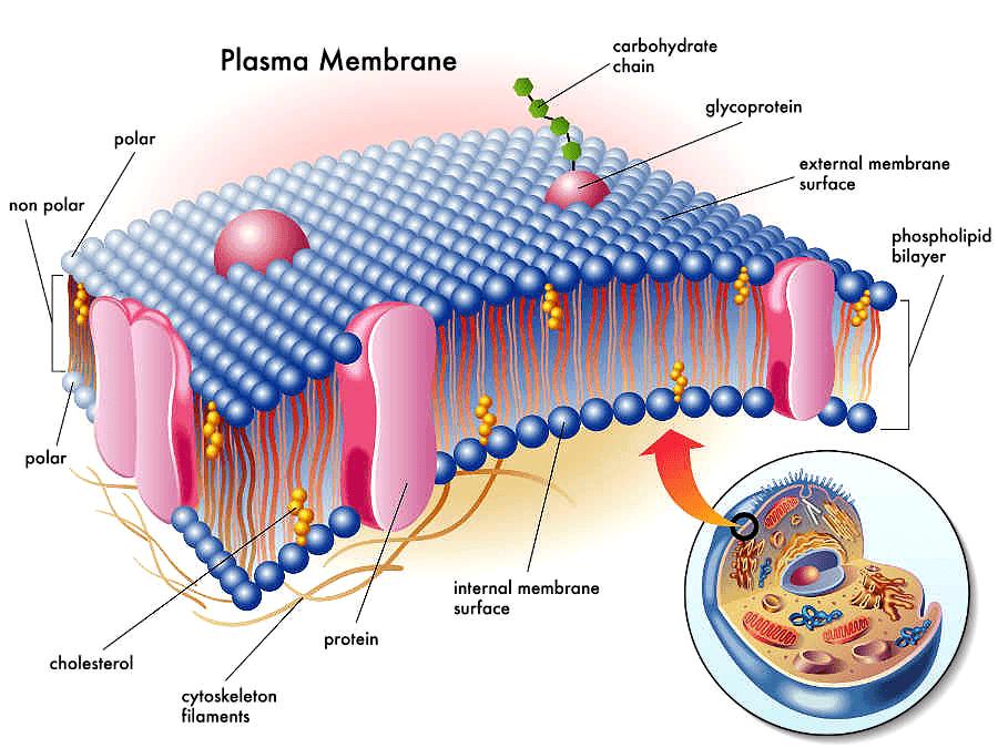 Cell membrane All cells exist in an aqueous environment, separated by their membrane; The membrane regulates which substances pass into or out of the cell; It is composed of a phospholipid
