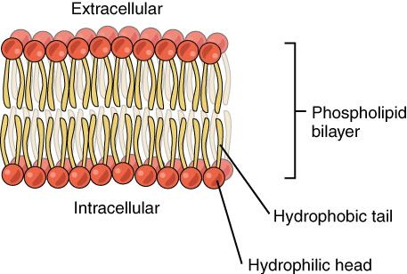 Fluid mosaic model Phospholipid heads are hydrophilic and polar, whereas tails are hydrophobic and non-polar; Heads face the outside of the membrane, tails face the inside.