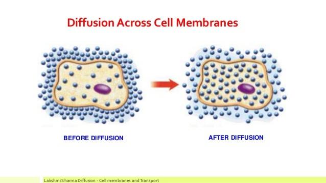 However, the cell membrane generally prevents large, charged or polar