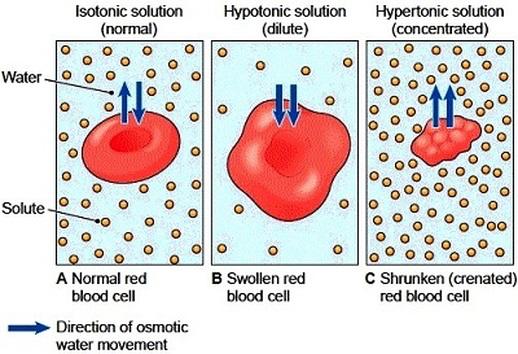 Cell transport: Osmosis Water may diffuse through the membrane like other particles; The diffusion of water is called