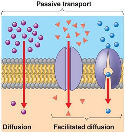 Cell transport: Facilitated diffusion Some particles need help passing through the cell membrane; Channel proteins: Create a hydrophilic tunnel to let particles through; Come in many shapes and
