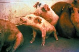 Respiratory disease is expensive PROFIT = Net output (variable costs + fixed costs) Number pigs sold/sow Ave.