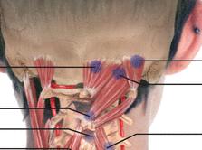 CERVICAL POSTERIOR Rectus capitis posterior