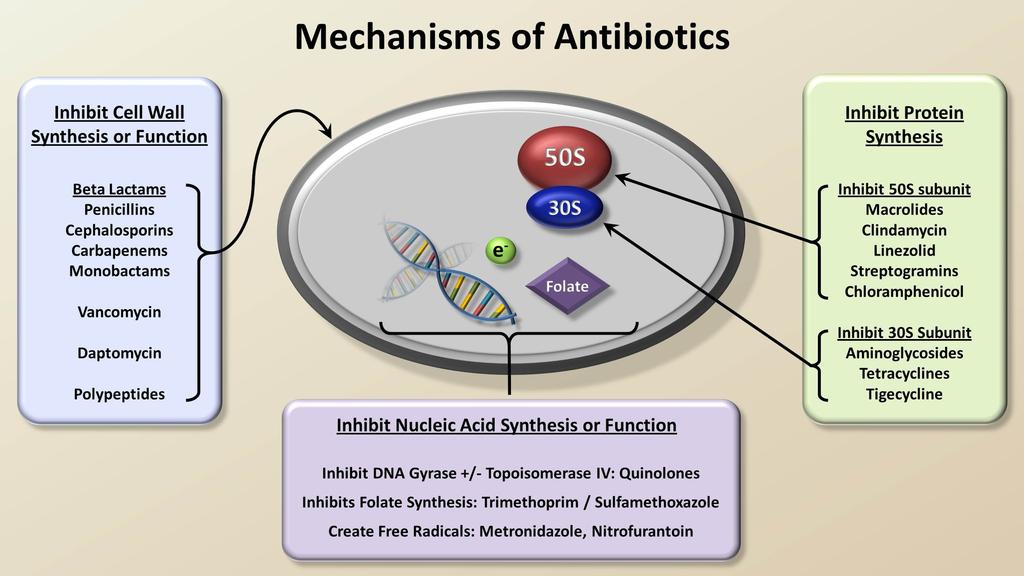 Figure 2 Antibiotics MoA The principles of antimicrobial treatment of UTI are the same as those of the treatment of any other infection: from a group of suitable drugs chosen on the basis of