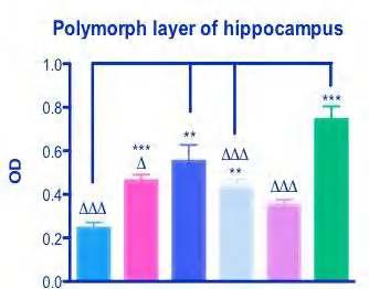 5nmol/kg) APP/PS1 Lixisenatide (10nmol/kg) APP/PS1 Liraglutide (25nmol/kg) Wild-type Saline Polymorph layer of hippocampus Granular cell layer