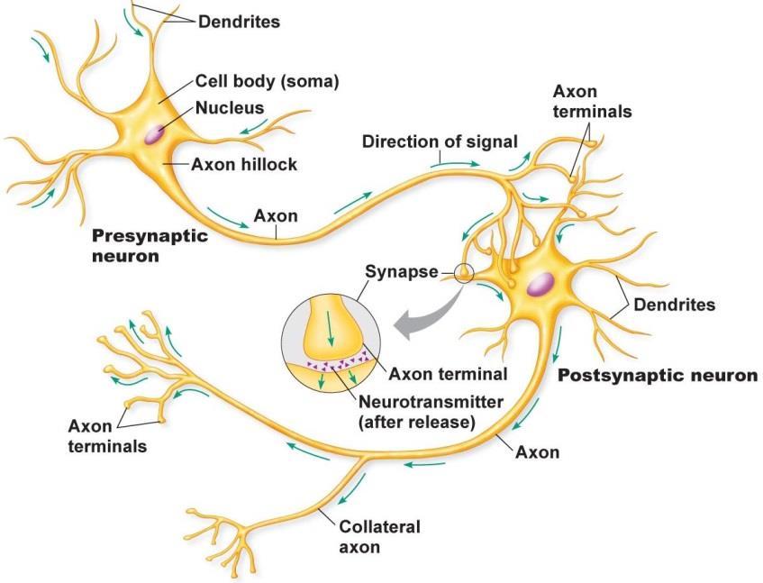 TWO POSSIBILITIES 1) Lower levels of Dopamine production in the pre-synaptic neuron 2) Lower levels of Dopamine receptors in the post-synaptic neuron This typically leads to more intense sensation
