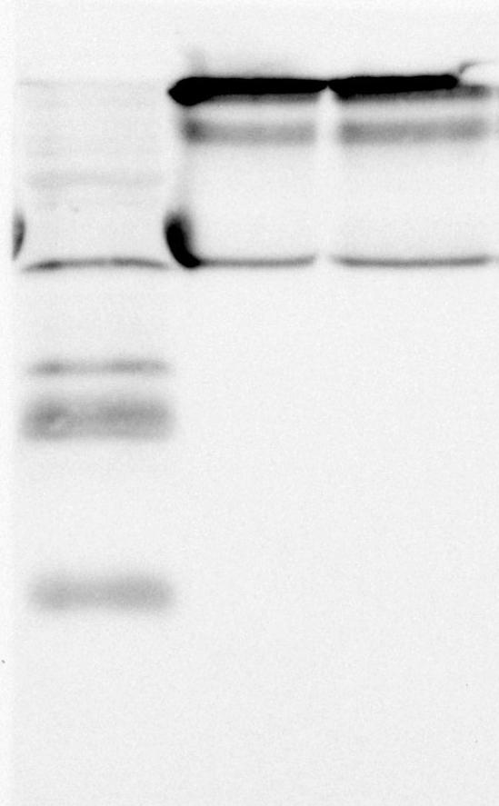 Supplementary Figure 1: Western blot of FGF21 (23 kd) protein from plasma samples of cows (n = 6/diet) fed a control diet (CON; 1.