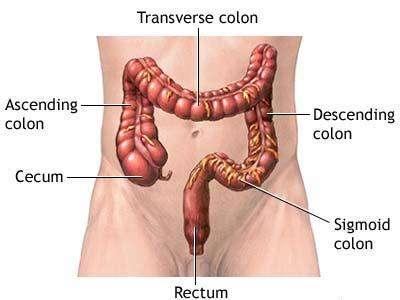 COLON CLEANSING This is the most important step in detoxifying the body. Most waste and many toxins are stored in the colon and this is where the majority of disease and illness begins.