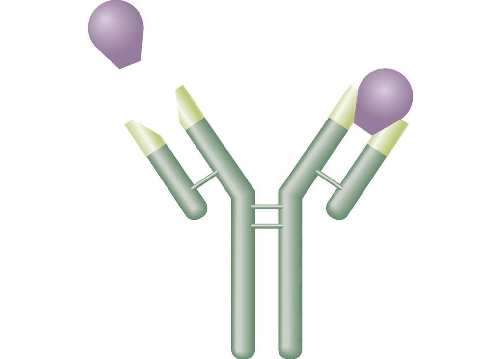 Antigen Antigenbinding site Variable regions