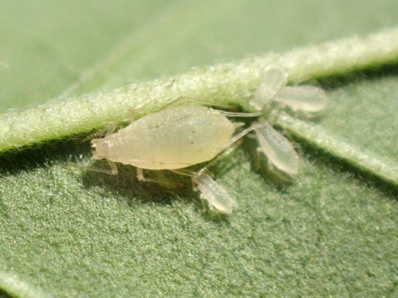 Pest Management of Hemp in Enclosed Production Cannabis Aphid (Phorodon cannabis) Damage and Diagnosis. Cannabis aphid is a pale-colored insect that occurs on leaves and stems.