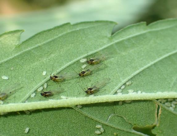 Cannabis aphid feeds on fluids of the plant phloem, which it extracts through its "piercingsucking" mouthparts.