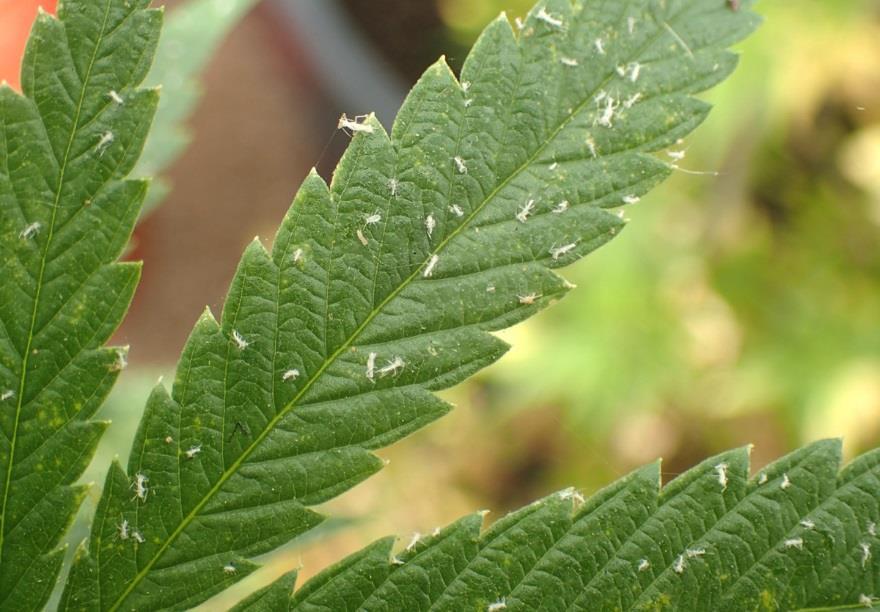 will collect around colonies of aphids and often drop onto leaves below an aphid colony.