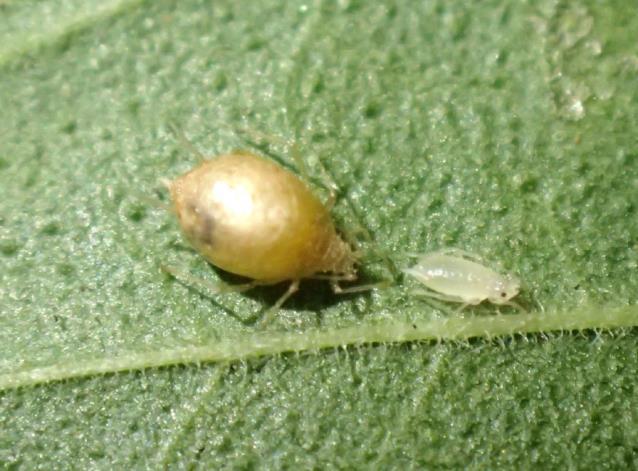 has been observed but only infrequently. Numerous other generalist predators of insects (e.g., Orius insidiosus, Nabis alternatus, Geocoris punctipes) are present in Colorado hemp and likely predaceous on cannabis aphid.
