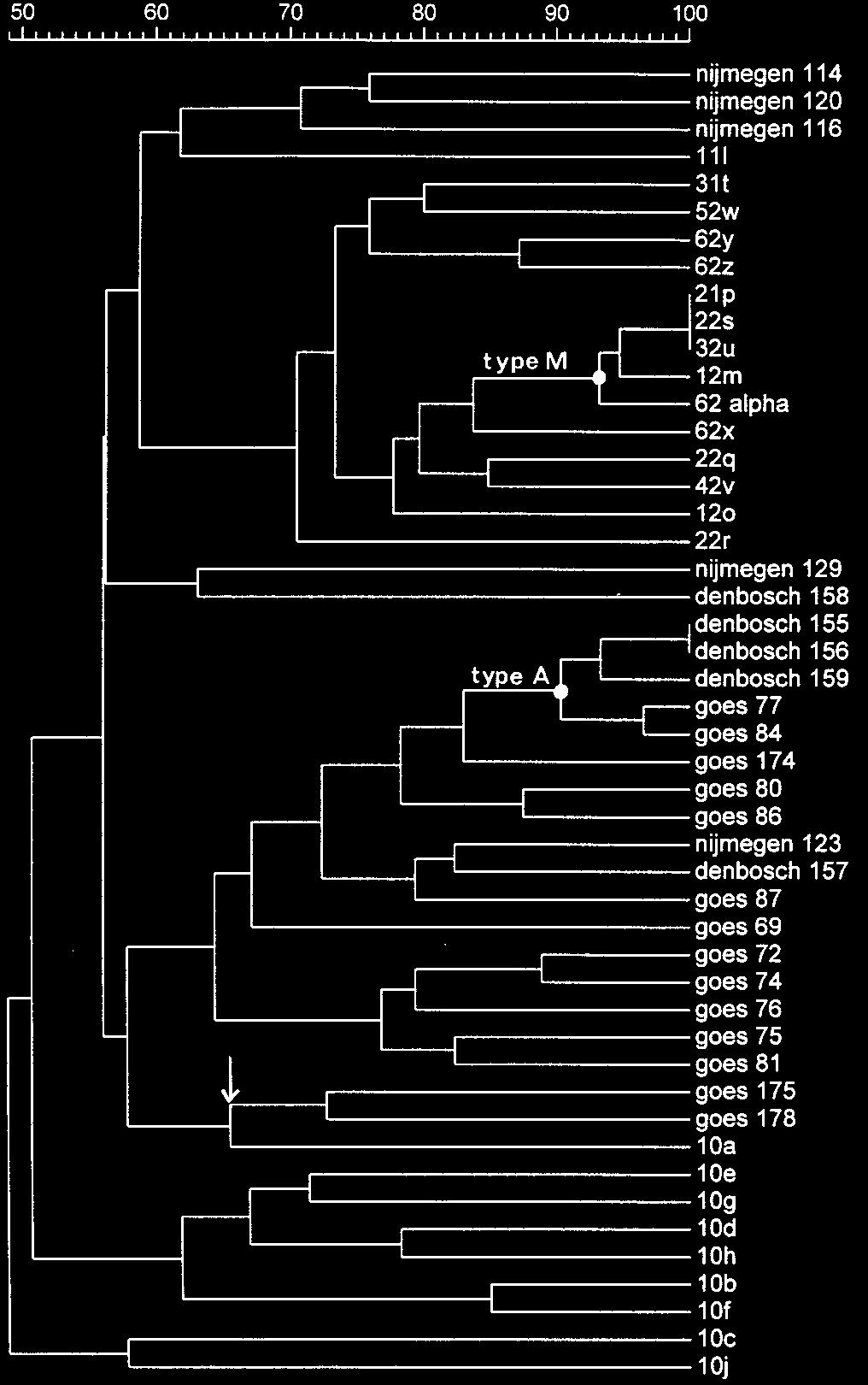 The epidemic PFGE type A clusters at a high homology value (90% for Den Bosch 155 to Goes 84).
