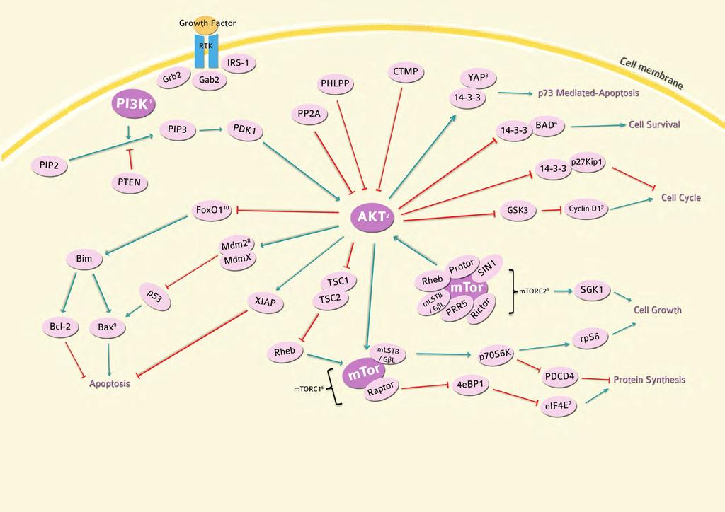 REFERENCES 1. Yuan TL and Cantley LC. PI3K pathway alterations in cancer: variations on a theme. 2008. Oncogene 27:5497-510 2. Yang WL et al. Regulation of Akt signaling activation by ubiquitination.