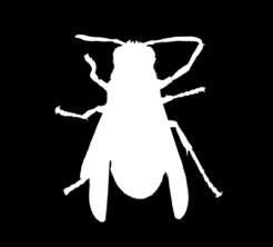 ImmunoCAP rapi m 10 honey bee