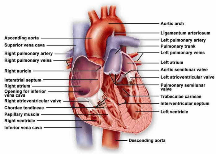Introduction Circulation 1- Systemic (general) circulation 2- Pulmonary circulation carries oxygenated blood to all parts of the body carries deoxygenated blood to the lungs From Lt.