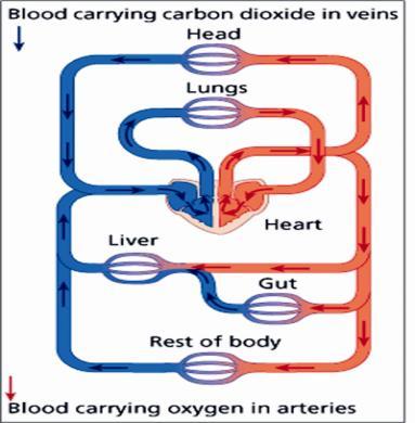 ventricle pulmonary artery systemic arteries arterioles arterioles pulmonary capillaries capillaries(for exchange with ISF ) (gas exchange with alveoli) venules veins SVC & IVC Rt.