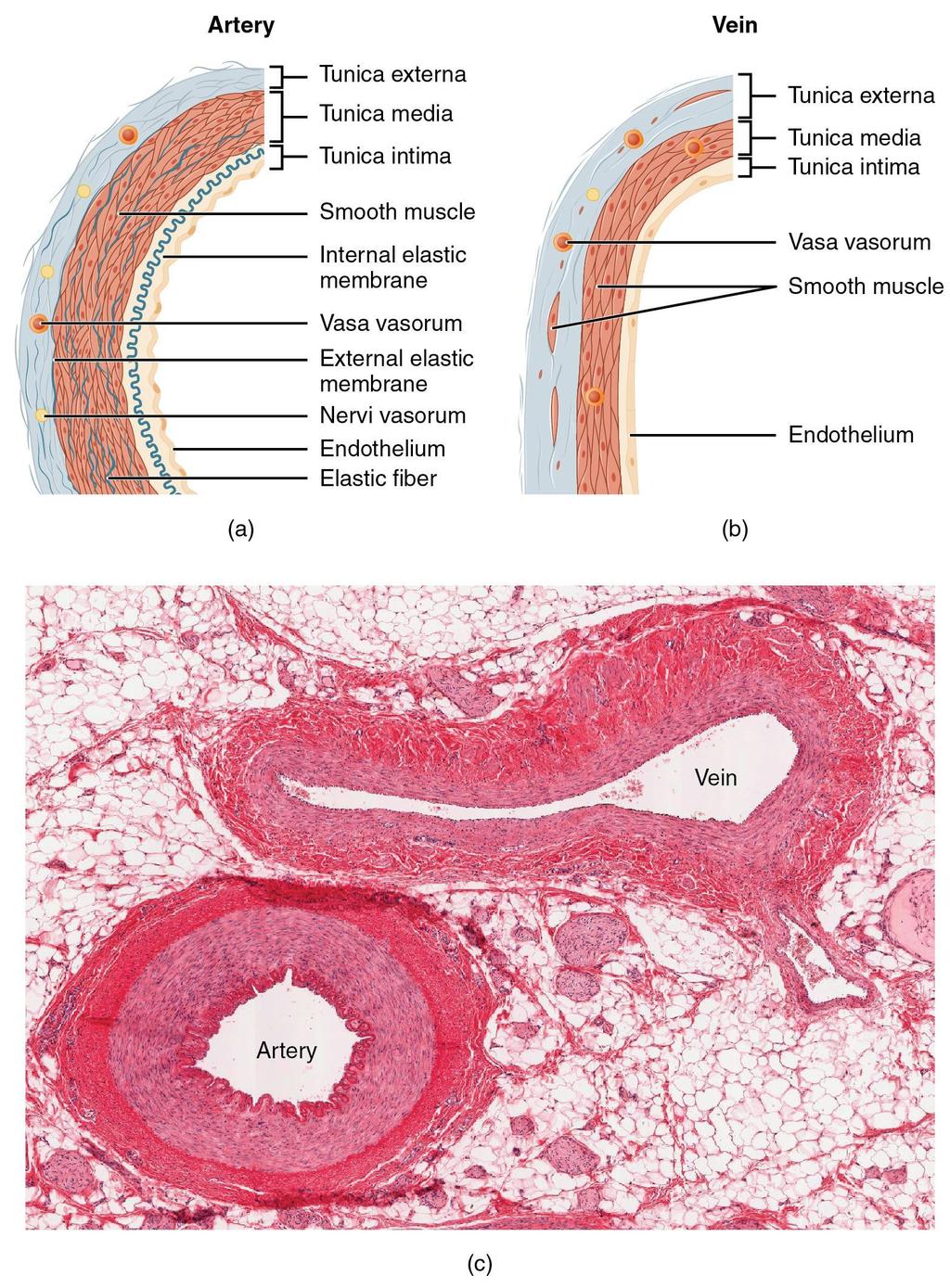 Structure of Blood Vessels The blood vessels include: Capillaries Veins Arteries Blood is pumped to various body parts and organs with the help of these blood vessels. 1.