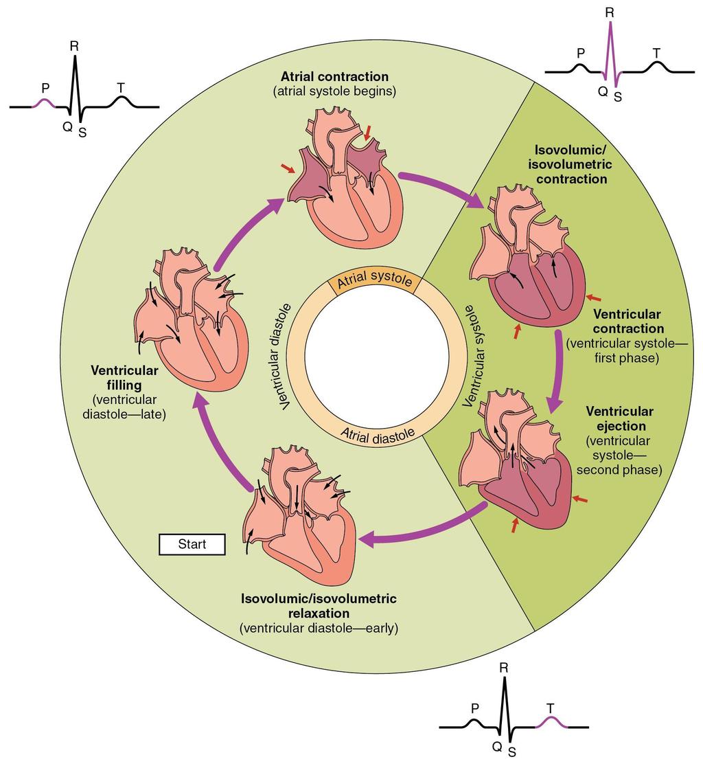 Cardiac Cycle The cardiac cycle is one complete contraction of atria and relaxation of ventricles. It is an ongoing process.