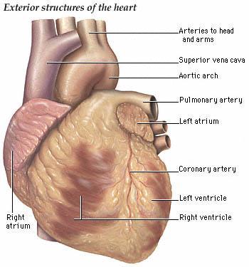 Anatomy of the Heart Relatively small, conical organ approximately the size of a person s clenched fist.