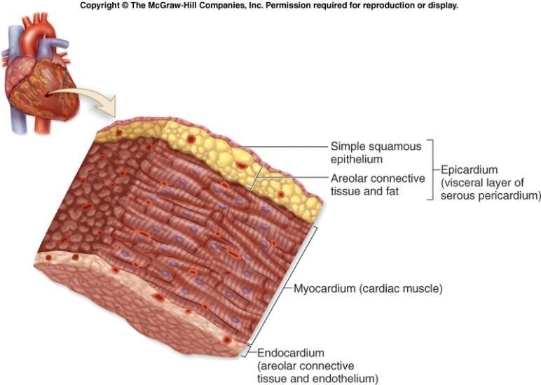 Heart Wall Structure Myocardium middle layer of the heart wall composed chiefly of cardiac muscle tissue. thickest of the three heart wall layers.