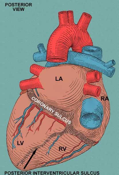External Anatomy of the Heart Atria are