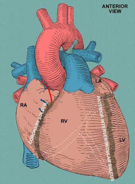 External Anatomy of the Heart On both the anterior and posterior surfaces of the heart, the anterior interventricular sulcus and the posterior