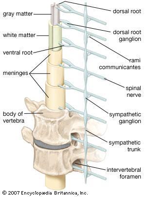 Sympathetic Innervation Sympathetic innervation increases the rate