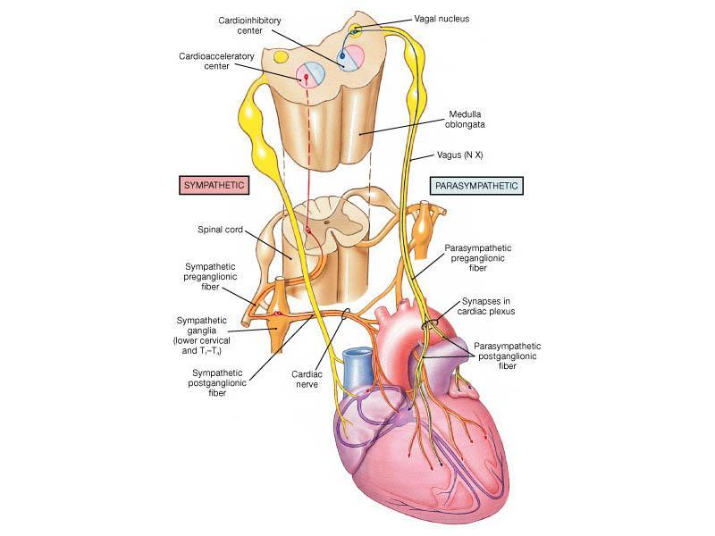 Parasympathetic Innervation Parasympathetic innervation decreases heart rate, but tends to have no effect on the force of