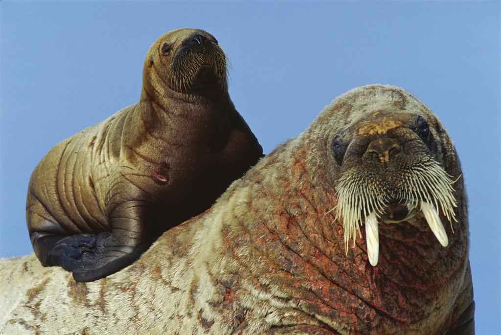 Conclusion Orbital survey was for the first time used to find walrus assemblies and evaluate their numbers during the important summer-autumn period.
