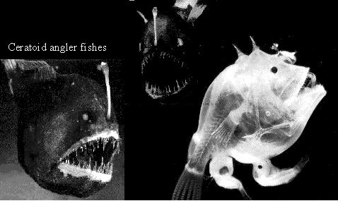previous sperm in a female, before mating Parasitic males in female Angler fish