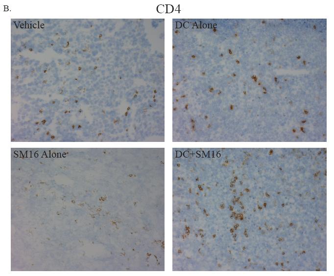 Combination DC+p.o. SM16 therapy enhances T cell infiltration of primary tumors To further assess the anti-tumor immune response generated by combination DC+p.o. SM16 therapy, tumors from animals in the combination therapy study described above were also collected and analyzed by immunohistochemistry for the presence of infiltrating immune cells.