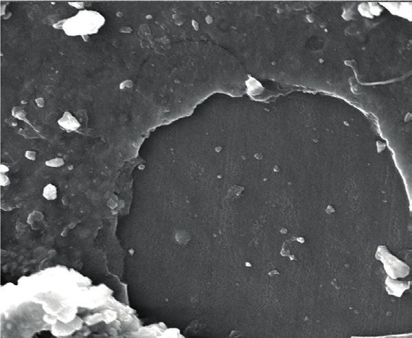Surface SEM images of enamel samples after 14 days of treatment at 2000x (left) and EDS