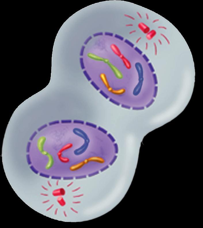 Mitosis Telophase Telophase is the fourth and final