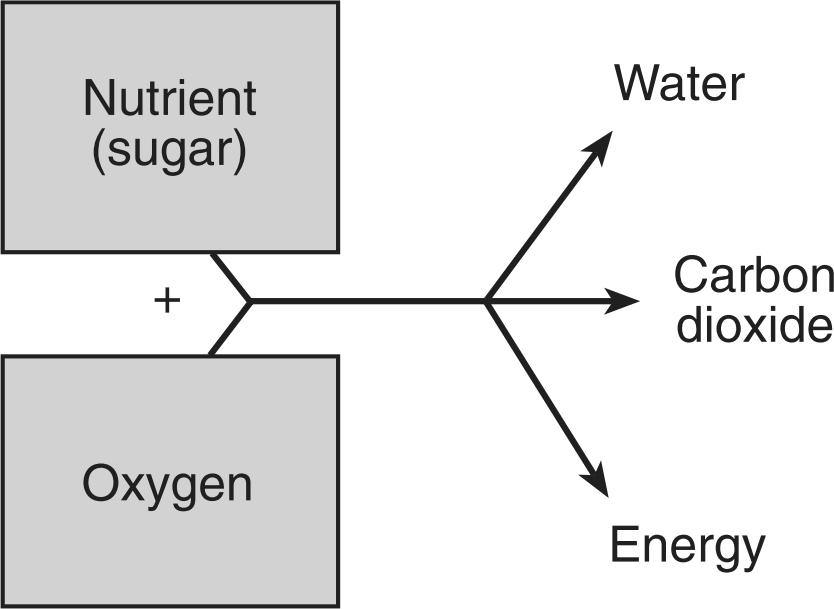 13. Base your answer(s) to the following question(s) on the diagram below and on your knowledge of biology. The diagram illustrates a process by which energy is released in organisms. 16.